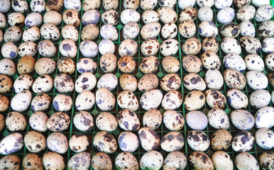 close up on quail eggs in the container