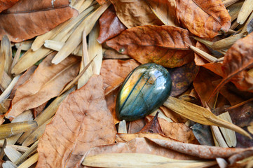 labradorite gemstone on leafs background
