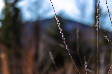 blooming willow