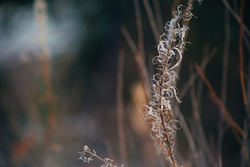 Fototapeta premium dry grass
