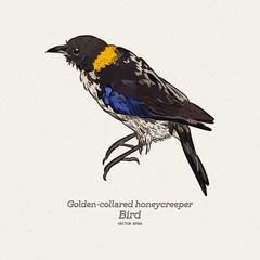 Golden-collared Honeycreeper - Iridophanes pulcherrimus, beautiful rare perching bird. Hand draw sketch vector