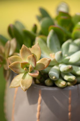 succulents in the garden