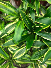 Obraz premium photo of home tropical plants and flowers