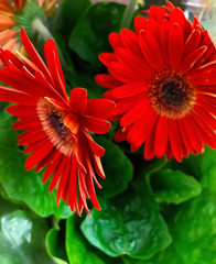 photo of home tropical plants and flowers