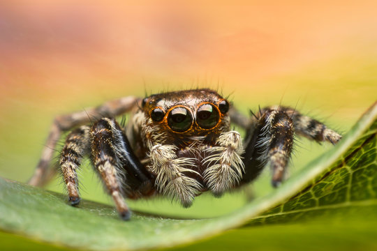Salticus scenicus jumping spider macro