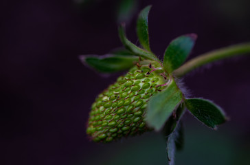 Spring time in garden