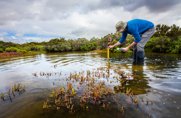 Scientist measuring water depth to install water level data loggers in a coastal wetland  to...