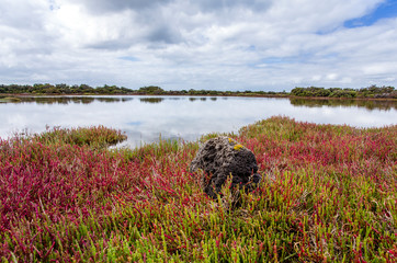 Tidal marsh at South Australia dominated by beaded glasswort, Sarcacornia.