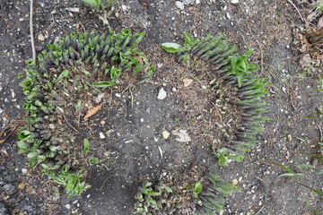 Heart shaped cluster of young plants growing out of soil overhead view