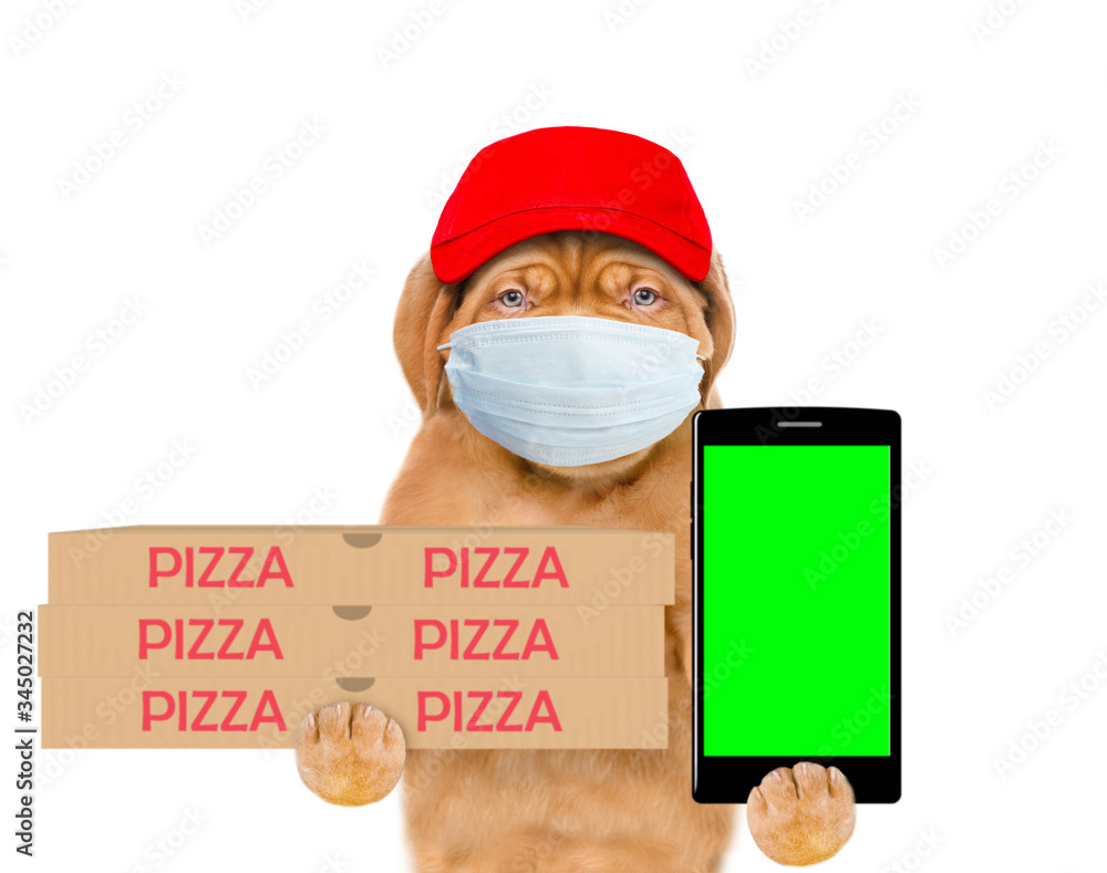 Poster pizza delivery dog wearing medical protective mask and red cap holds pizza boxes and smartphone with