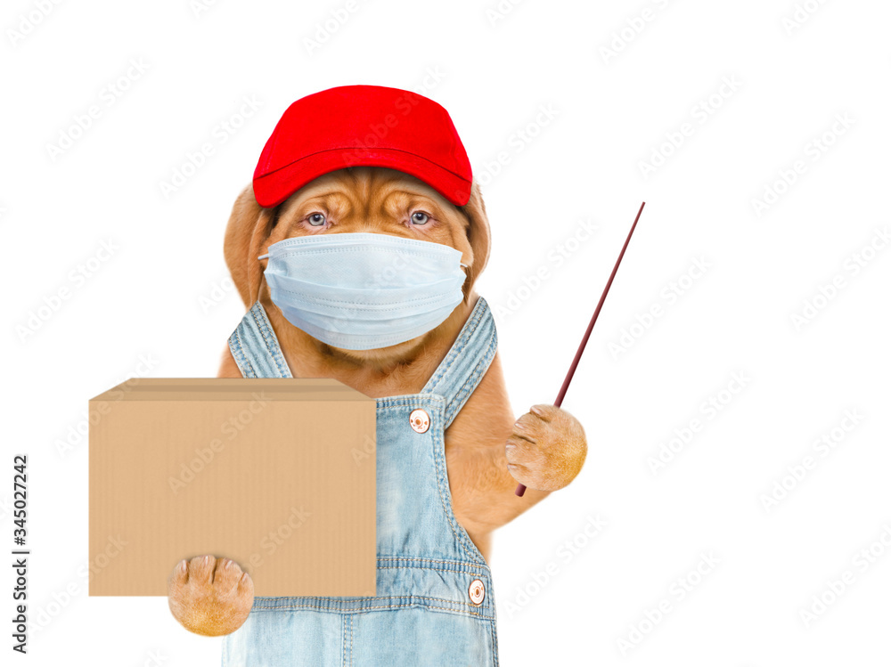 Poster puppy wearing medical protective mask, overalls and red cap holds big box and points away on empty s