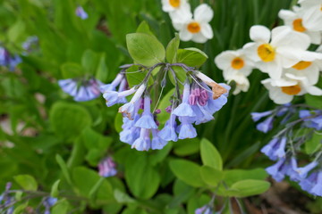 Pretty small blue flowers with white daffodils in background