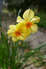 daffodils in the garden