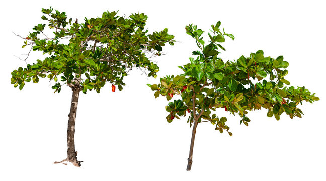 Cutout Shrub. Green Tree Isolated On A White Background. Tropical Bush.