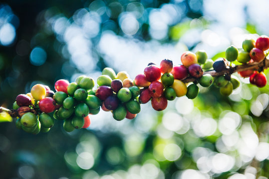 Red and green coffee beans on the vine in the mountains of Boquete, Panama, Central America