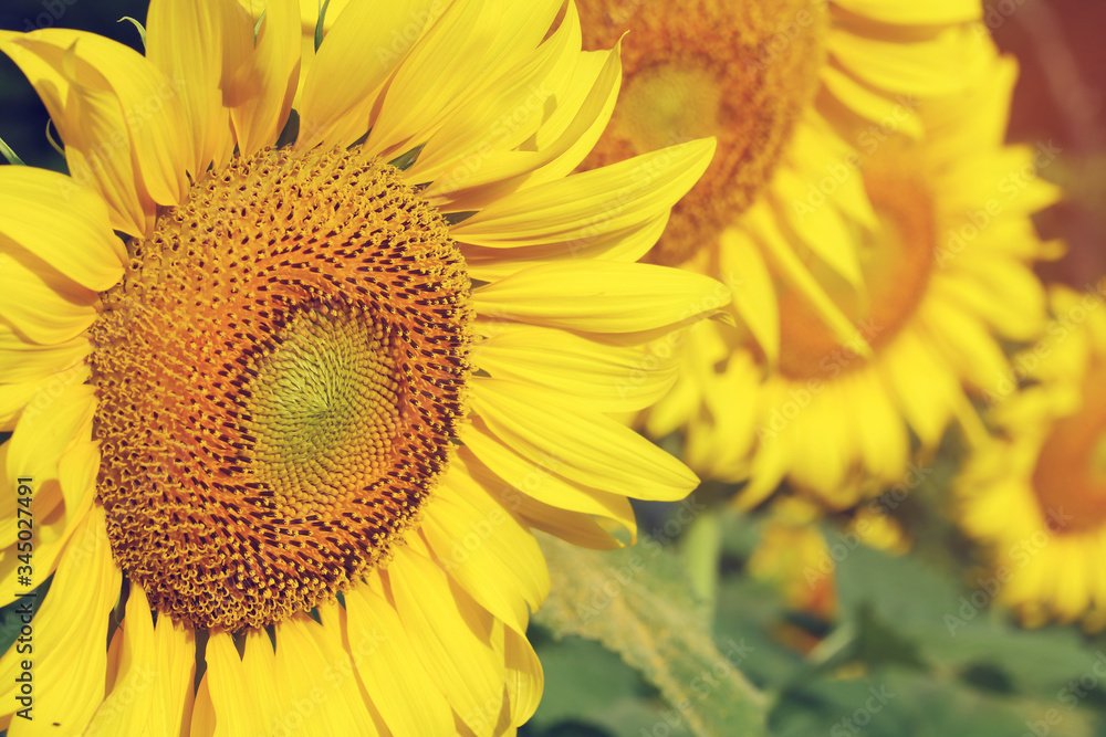 Wall mural beautiful sunflower blossom blooming in natural garden