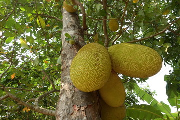 big natural jackfruit tropical fruit on tree of agriculture plantation