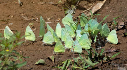 Butterflies are sucking nectar along the waterfall inside the forest.Blurred and soft focus.