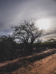 Imagem de uma região rural no sertão do cariri. Conta com a caatinga como bioma, exclusivamente...