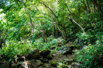 Boulder Lined Pathway Leads through the Rain Forest on Zapatera Island outside of Granada, Nicaragua