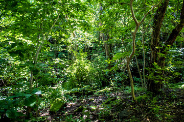 Obraz premium Beautiful, Green Trees and Vines Grow Wild in the Rain Forest on Zapatera Island outside of Granada, Nicaragua