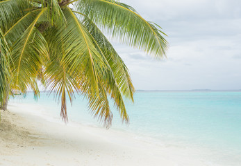 Coconut palm leaves on the white sand beach 
