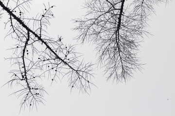 Tree in winter against the sky view from the bottom up black and white background
