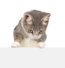 Young cat looks down above empty white banner. Empty space for text. Isolated on white background