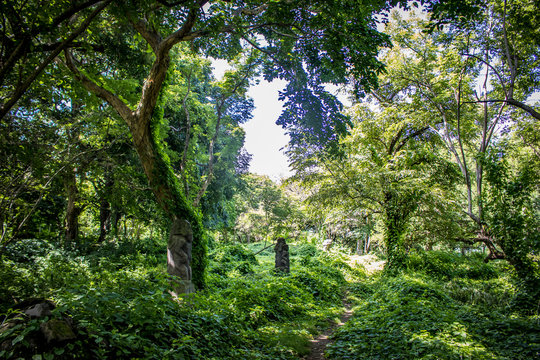 Sunlight Shines through the Lush Green Rain Forest on the the Pre-Columbian Ruins on Zapatera Island outside of Granada, Nicaragua