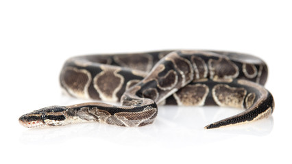 Royal Python, or Ball Python (Python regius). Isolated on white background