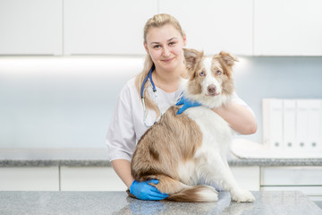 Vet hugs australian shepherd dog at veterinary clinic. Empty space for text