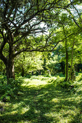 Fototapeta na wymiar Sun Light Breaks through the Canopy of Trees in the Rain Forest where Pre-Columbian Ruins Are Located on Zapatera Island outside of Granada, Nicaragua
