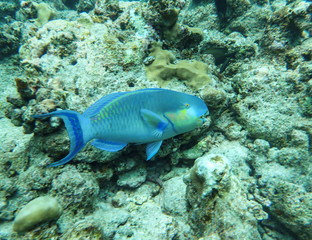 Naklejka na ściany i meble Colourful parrot fishes in the deep blue sea
