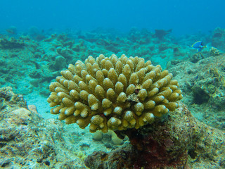 Naklejka na ściany i meble Staghorn coral or branching coral in the Maldives sea