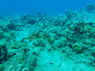 Sea turtle in the coral reefs