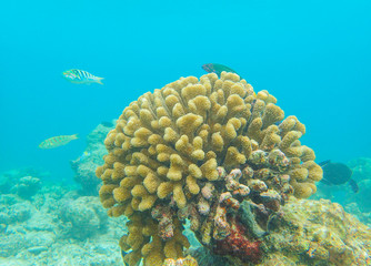 Cauliflower coral, Pocillopora species in tropical sea