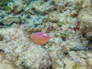 Colourful mushroom coral (Fungia sp.) in the coral reefs