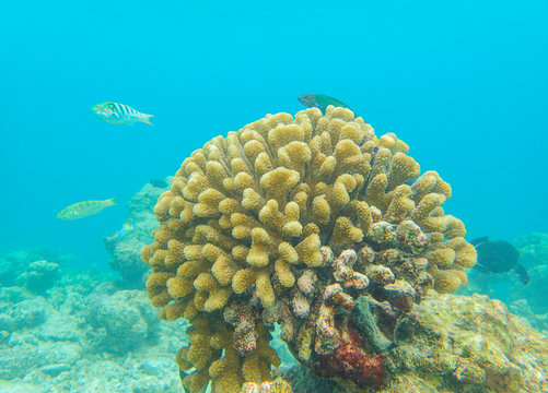 Cauliflower Coral, Pocillopora Species In Tropical Sea