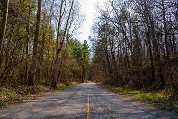 Fototapeta premium Road in a forest landscape during springtime with clear weather 