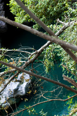 Árbol en el agua
