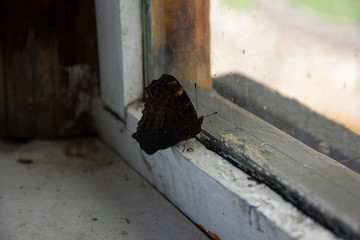 butterfly - the day peacock's eye sits on an old window frame. butterfly can't fly out into the fresh air.