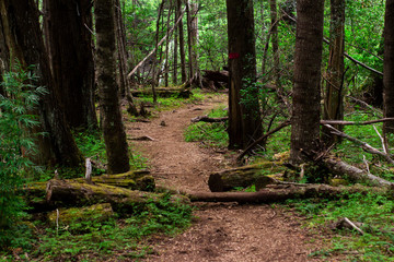 Camino en el bosque
