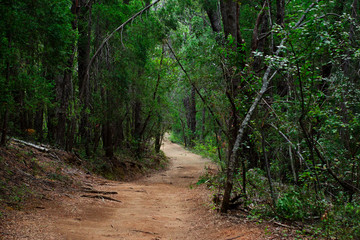 Sendero en el bosque