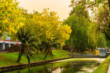 Beautiful Yellow Cassia fistula(Golden shower tree) blossom blooming on tree around the wall of moat in Chiang Mai Northern Thailand. Travels in Southeast Asia.