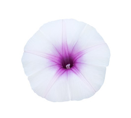 Top view colorful flowers of  ipomoea aquatica or morning glory blooming isolated on white background , clipping path macro