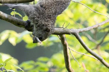 Taiwan squirrel making nest in Maioka Park, Yokohama