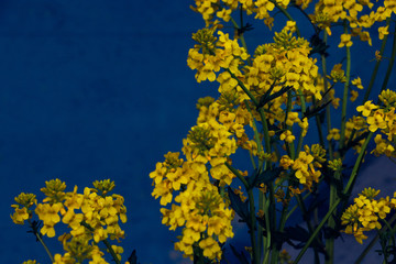 yellow flowers against blue sky