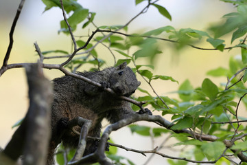 Taiwan squirrel making nest in Maioka Park, Yokohama