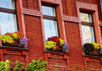 Fototapeta na wymiar window with flowers in a brick house