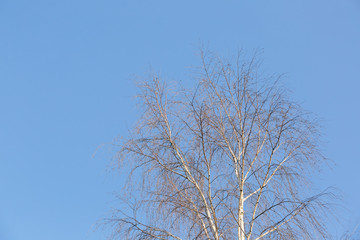 Fototapeta na wymiar The top of the crown of a birch tree without leaves against a blue sky with free space for text. Spring autumn landscape.